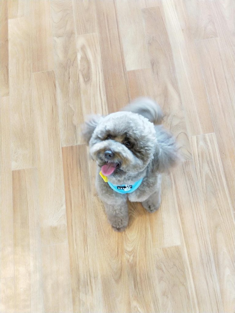 Groomer gently caring for a dog