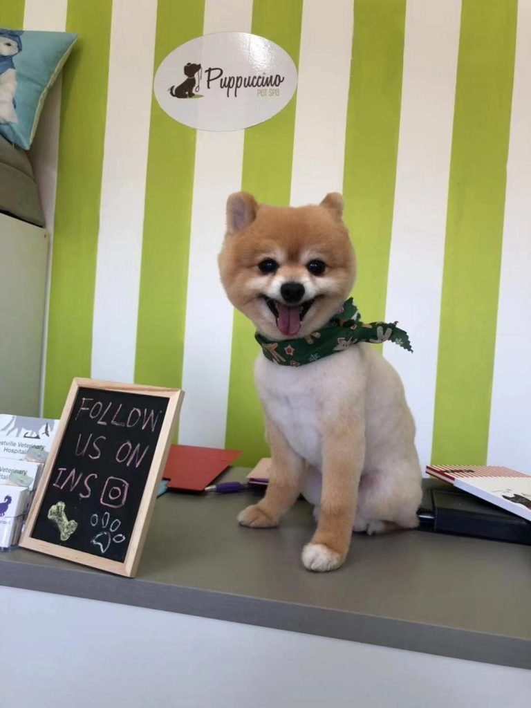 Groomed dog